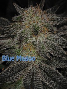 Blue magoo seeds