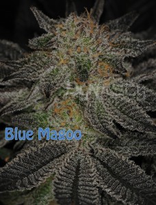 Blue Magoo 4-1b