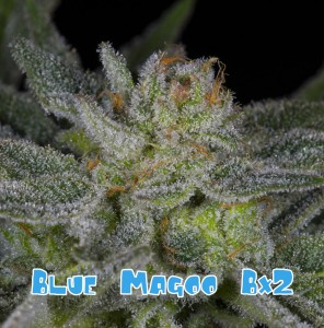 Blue magoo bx2a (1 of 1)-01