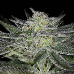 Huckleberry kush 2015 (1 of 1)